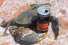 kalbarri mud crab